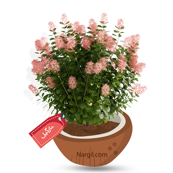 Nargil_Cotinus coggygria